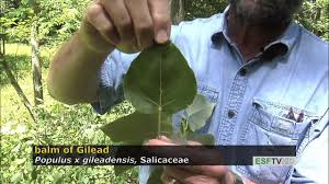 Attēlu rezultāti vaicājumam “Populus x gileadensis”