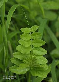 Attēlu rezultāti vaicājumam “Vicia sepium”