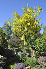 Attēlu rezultāti vaicājumam “Laburnum”
