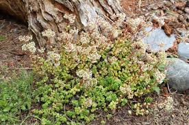 Attēlu rezultāti vaicājumam “Sedum album leaf”