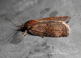 Attēlu rezultāti vaicājumam “Nycteola sp.”