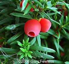 Attēlu rezultāti vaicājumam “Taxus”