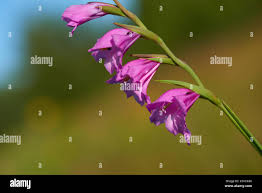 Attēlu rezultāti vaicājumam “Gladiolus imbricatus fruit”