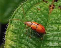 Attēlu rezultāti vaicājumam “Phyllobrotica quadrimaculata”