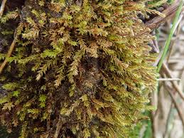 Attēlu rezultāti vaicājumam “Pohlia”