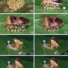 Attēlu rezultāti vaicājumam “Elasmucha grisea imago”