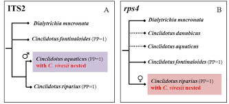 Attēlu rezultāti vaicājumam “Cinclidotus danubicus cells”