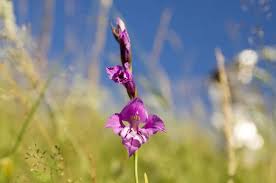 Attēlu rezultāti vaicājumam “Gladiolus imbricatus flower”