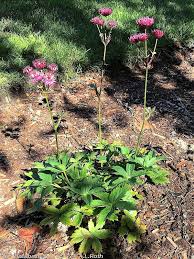 Attēlu rezultāti vaicājumam “Astrantia major leaf”