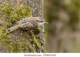 Attēlu rezultāti vaicājumam “Certhia familiaris”