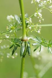 Attēlu rezultāti vaicājumam “Galium album flower”
