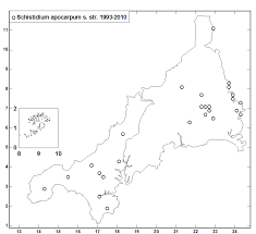 Attēlu rezultāti vaicājumam “Schistidium apocarpum young”