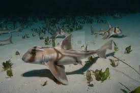 Image result for Heterodontus portusjacksoni