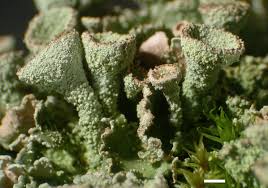 Attēlu rezultāti vaicājumam “Cladonia fimbriata”