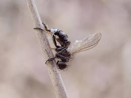 Attēlu rezultāti vaicājumam “Entomophthora”