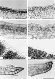 Attēlu rezultāti vaicājumam “Conocephalum salebrosum sporophyte”