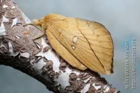 Attēlu rezultāti vaicājumam “Euthrix potatoria imago”