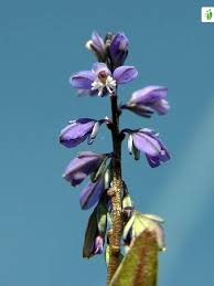 Attēlu rezultāti vaicājumam “Polygala amarella flower”