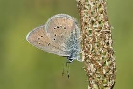 Attēlu rezultāti vaicājumam “Cyaniris semiargus male”