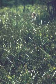 Attēlu rezultāti vaicājumam “Eriophorum latifolium fruit”
