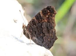 Attēlu rezultāti vaicājumam “Inachis io underside”