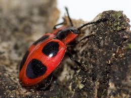 Attēlu rezultāti vaicājumam “Endomychus coccineus”