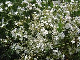 Attēlu rezultāti vaicājumam “Gypsophila fastigiata”