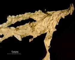 Attēlu rezultāti vaicājumam “Ramalina pollinaria”