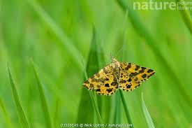 Attēlu rezultāti vaicājumam “Pseudopanthera macularia”