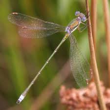 Attēlu rezultāti vaicājumam “Lestes virens female”