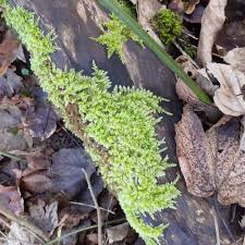 Attēlu rezultāti vaicājumam “Brachythecium rutabulum”