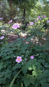 Attēlu rezultāti vaicājumam “Anemone x lipsiensis leaf”
