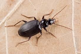 Attēlu rezultāti vaicājumam “Limodromus assimilis”