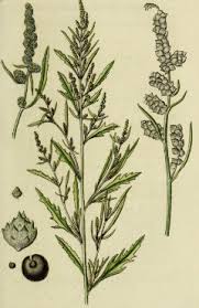 Attēlu rezultāti vaicājumam “Atriplex littoralis leaf”