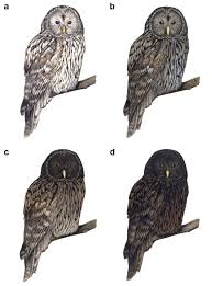 Attēlu rezultāti vaicājumam “Strix uralensis adult”