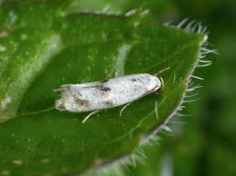 Attēlu rezultāti vaicājumam “Elachista maculicerusella”