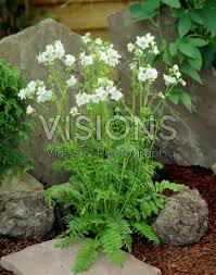 Image result for Polemonium coeruleum album