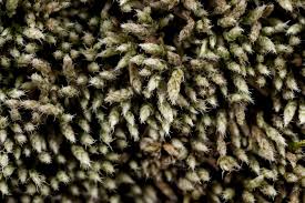 Attēlu rezultāti vaicājumam “Bryum argenteum sporophyte”