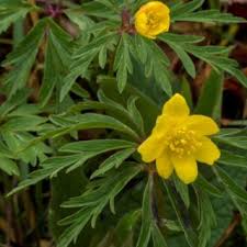 Attēlu rezultāti vaicājumam “Anemone ranunculoides leaf”