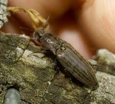 Attēlu rezultāti vaicājumam “Actenicerus sjaelandicus”