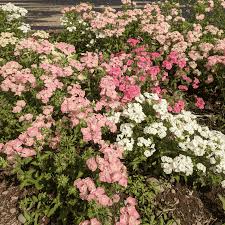 Image result for Phlox drummondii