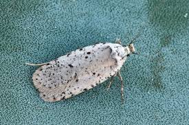 Attēlu rezultāti vaicājumam “Agonopterix hypericella”