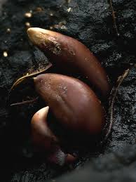 Attēlu rezultāti vaicājumam “Lignydium muscorum young”