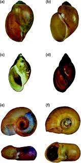 Attēlu rezultāti vaicājumam “Planorbidae”