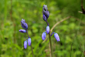 Attēlu rezultāti vaicājumam “Veronica longifolia bud”