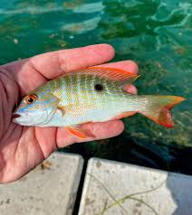 Image result for Lutjanus analis