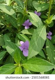 Attēlu rezultāti vaicājumam “Viola mirabilis leaf”
