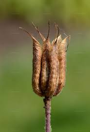 Attēlu rezultāti vaicājumam “Aquilegia vulgaris bud”