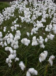 Attēlu rezultāti vaicājumam “Eriophorum angustifolium flower”