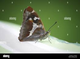 Attēlu rezultāti vaicājumam “Apatura iris underside”